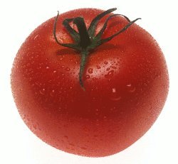 Tomat.jpg