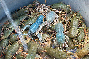 300px-Crayfish-Astacus astacusP1002890.JPG
