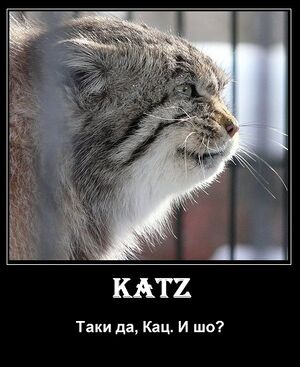 Katz.jpg
