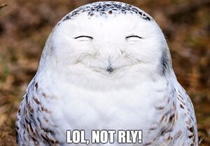 Not rly owl.jpg