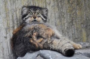 Manul frightened.jpg