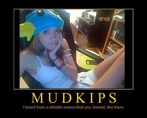 Mudkips youlikethem.jpg