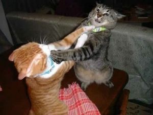 Cats fight.jpg