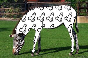 Zebra penisy.jpg