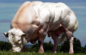 Belgian-Blue-Cattle.jpg