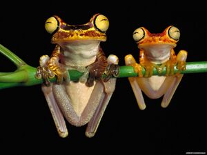 2 hypno frogs.jpg