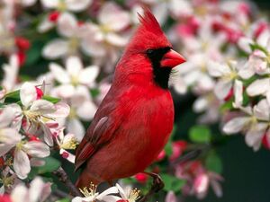 Northern Cardinal Male-27527-2.jpg