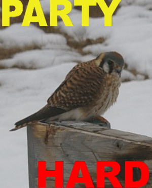 Party Hard Bird.png