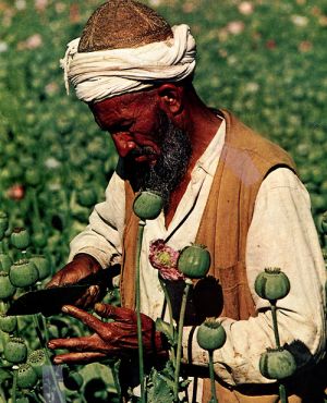 Afganian drug worker.jpg