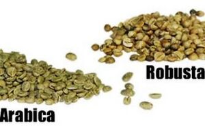 Arabica vs robusta.jpg