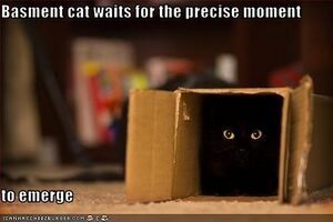 Basement-cat-waits.jpg
