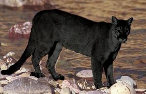 Black puma, pub dom.jpg