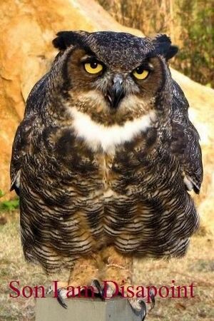 Son I am Disappoint owl.jpg