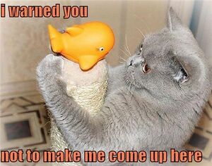 Happycat&YellowFish.jpg