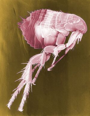 465px-Flea Scanning Electron Micrograph False Color.jpg