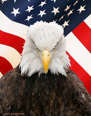 Bald eagle flag small.jpg