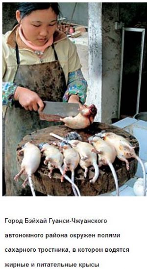 China Rats.jpg
