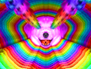 LSD dog.png