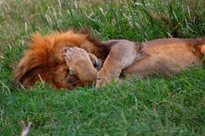 Lion facepalm2.jpg