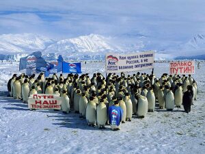 Penguins greet luchezarny.jpg