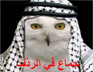Arab Owl ORLY.jpg
