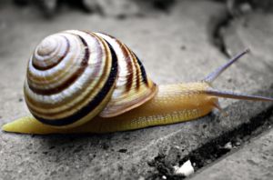 Chiral animals - L Snail.jpg