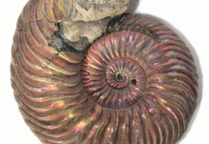 Ammonite.jpg