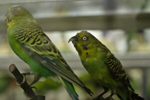 Twin gree parrots.jpg