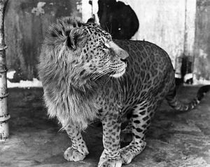 Leopon.jpg