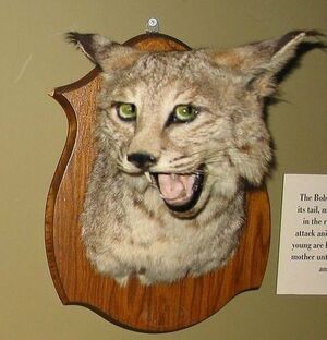 Taxidermy5.jpg