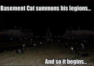 Basement cat army.jpg