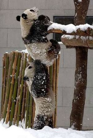 Panda friends.jpg