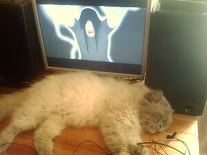 Cat loves Dethklok.jpg