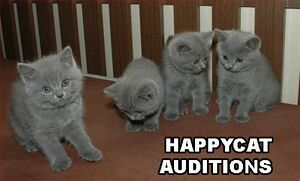 Happycat-auditions.jpg