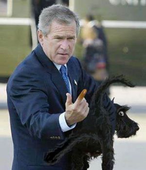 Bush dog.jpg