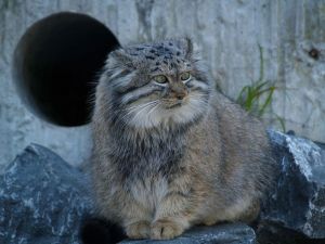 Manul 14.jpg