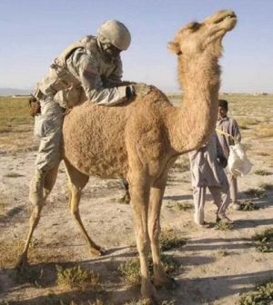 Oooo camel.jpg