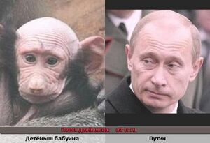 Baboon&Putin.jpg