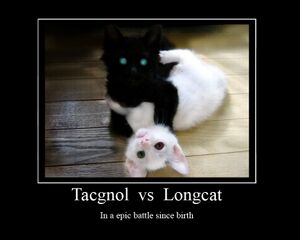 Longcat Tacgnol Epic Battle Since Birth.jpg