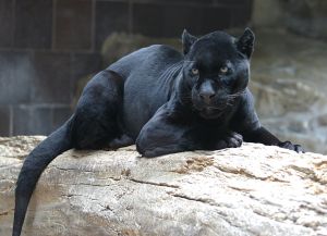 Black jaguar, cburnett-Wikipedia.jpg