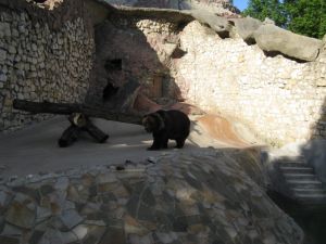 Moscow-zoo-bear-better-place.jpg