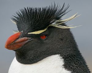 Rockhopper Penguin.jpg