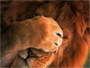 Facepalm lion.jpg