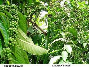 Arabica vs robusta plants.jpg