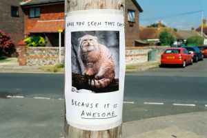 Manul-is-awesome.jpg