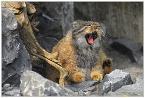 Manul lol.jpg