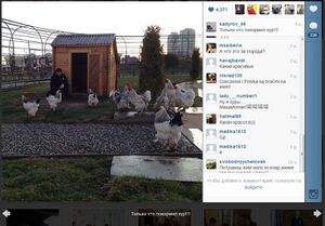 Kadyrov chicks.jpg