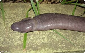 Atretochoana eiselti.jpg