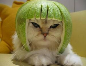 Limecat with notches.jpg
