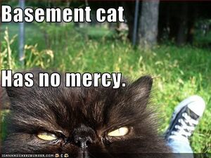 Basement-cat-no-mercy.jpg